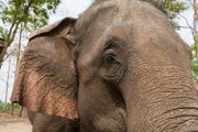 10 - Eléphant dans le parc Chitwan